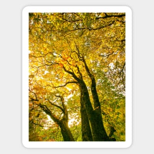 Autumn Leaves - Tree leaves changing colour Sticker